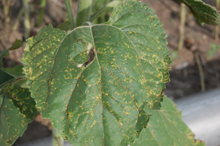 Figure 2. Uredial pustules surrounded by yellow halos.