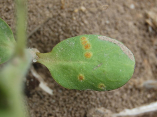 Figure 5. Orange pycnial lesions infecting cotyledons of volunteer sunflower (first evidence of infection). 