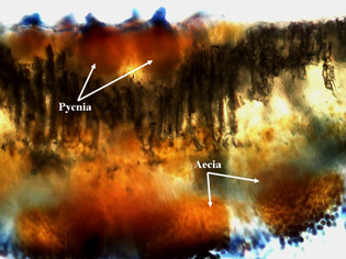 Figure 6. Microscopic thin section from an infected sunflower leaf showing flask-shaped pycnia on the top leaf surface, and aecial cups and developing aeciospores on the bottom leaf surface.