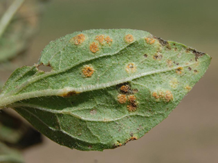 Figure 8. Yellowish-orange aecial cups on underside of infected sunflower leaf. 