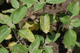 Figure 9. Young (six- to eight-leaf) volunteers infected with uredial pustules in early June prior to the planting of any commercial sunflower fields.