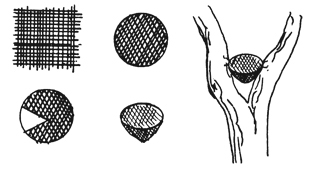 Figure 5. Mourning Dove nesting cone.