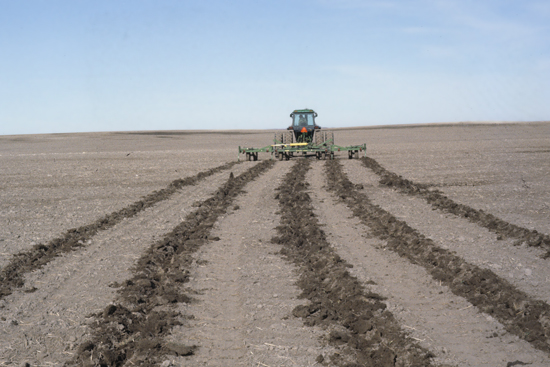 Figure 2. This is a winter wheat field in early spring, roughened to reduce soil loss and wind erosion damage to young wheat seedlings.  