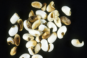 Figure 11. Cutworm-damaged dry beans. 