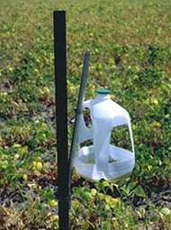 Figure 12. Milk jug trap. 