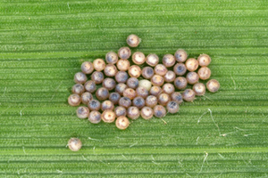 Figure 3. Eggs immediately prior to hatch.