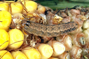 Figure 5. Larger larva on corn ear. 
