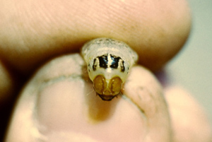 Figure 6. Larva with stripes on prothorax. 