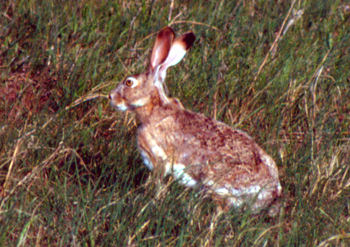 Figure 3. Black-tailed jackrabbit (Lepus californicus).