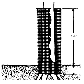 Figure 6. A cylinder of hardware cloth or other wire mesh can protect trees from rabbit damage.