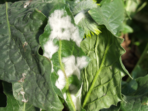 Figure 1. Powdery mildew infecting the leaf of a gerbera daisy.