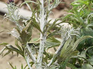 Figure 2. Powdery mildew infecting the stems of delphinium. 