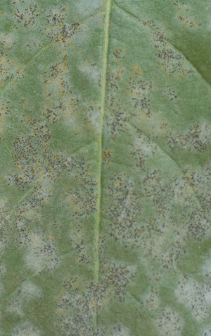 Figure 3. Viburnum leaf with cleistothecia (small black fruiting structures) on the leaf surface.