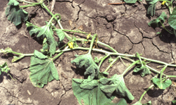 Figure 1. Wilting of leaves and vines of a muskmelon infected with bacterial wilt. Photo credit: James R. Steadman. 