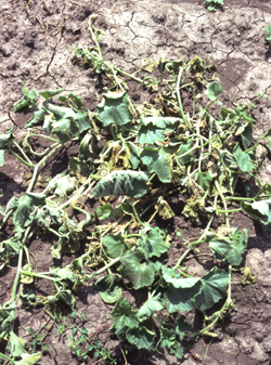 Figure 2. Wilting and browning of leaves and vines of a muskmelon infected with bacterial wilt. Photo credit: James. R. Steadman. 