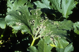 Figure 3. Feeding injury caused by the spotted cucumber beetle 