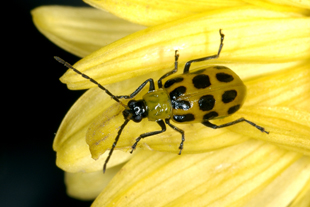 Figure 4. Spotted cucumber beetle 