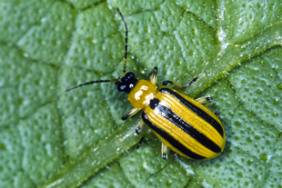 Figure 5. Striped cucumber beetle 