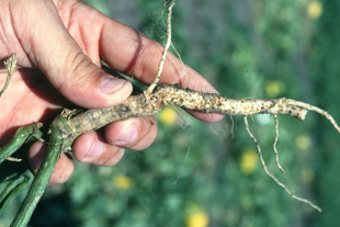 Figure 6. Feeding injury on cucumber roots caused by the striped cucumber beetle 