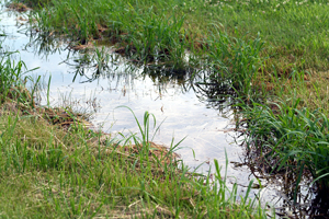 Figure 4. Potential mosquito breeding site.