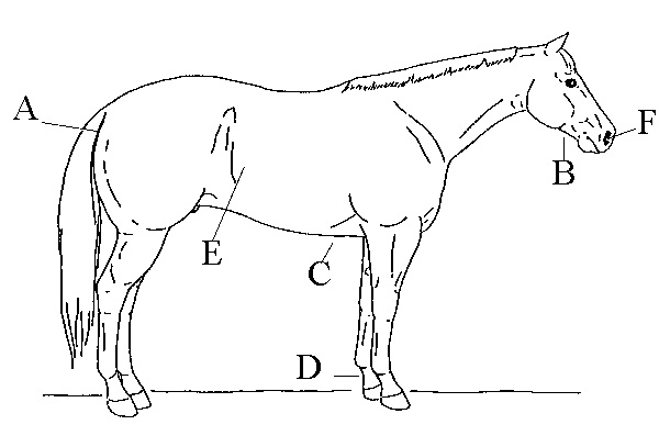 Figure 3. Locations for monitoring vital signs. 