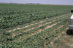 Figure 1. Drought symptoms in sugarbeet — note irrigation row effects. 