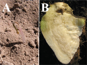 Figure 10. (A) Freeze damage to sugarbeet seedling; note healthy tissue below soil level. (B) Freeze damage to sugarbeet root; note healthy white tissue on bottom below freeze line 