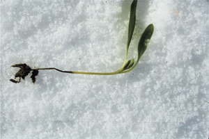 Figure 11. Sugarbeet seedling affected by postemergent damping off (Aphanomyces seedling disease).