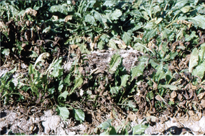 Figure 12. Freeze damage to sugarbeet foliage. 