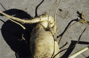 Figure 13. Sugarbeet root affected by soil compaction. 