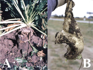 Figure 14. Damage to mature sugarbeet roots from rodents. 