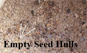 Figure 15. Damage from mice — seeds dug up and contents eaten. 