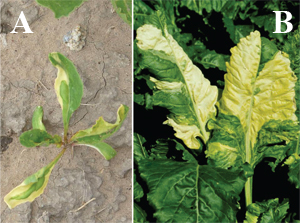 Figure 16. Genetic chimera in sugarbeet (A) young plant, (B) mature plants 