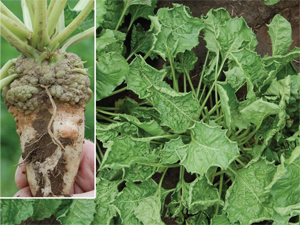 Figure 17. Herbicide carry-over damage in sugarbeet from a growth regulator (Tordon®) sprayed the previous year for Canada thistle control.