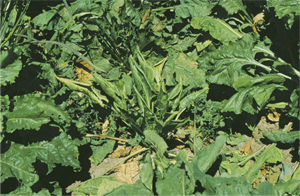 Figure 18. Curly top of sugarbeet; may be confused with herbicide injury such as that shown in Figure 17. 