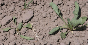 Figure 2. Effects of drought on younger plant on left compared to older plant on right.