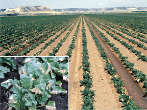 Figure 3. Leaf scorch on plant in the morning as a result of afternoon wilting and leaves touching soil surface the previous day.