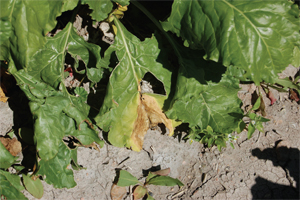 Figure 4. Damage caused by bacterial leaf spot that may be confused with leaf scorch.