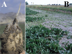 Figure 5. (A) Anaerobic rot of sugarbeet root after prolonged exposure to flooded conditions. (B) Waterlogging symptoms in sugarbeet as a result of water standing in low area of field for prolonged period. 