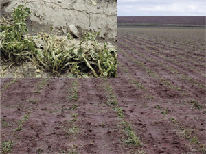 Figure 6. Severe hail damage in sugarbeet. 