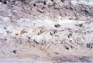 Figure 7. Wind damage to young sugarbeet seedlings not protected with cover crop or residue.