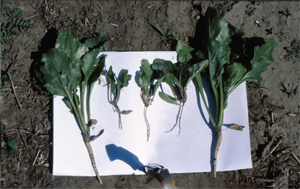 Figure 8. Young sugarbeet plants (middle) infected by Aphanomyces cochlioides. Thin delicate stems are more susceptible to death and stand loss from wind.