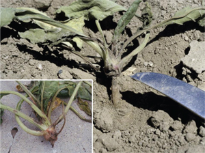 Figure 9. Wind damage — girdling of young sugarbeet plant, and stem breakage (inset). 