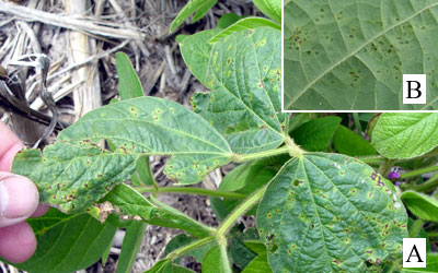 Figure 1. Bacterial blight of soybean with (A) overall foliar symptoms and (B) water soaking on leaf underside present at early stages of infection.