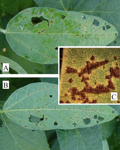 Figure 2. Bacterial pustule of soybean with (A) upper leaf symptoms, (B) underside of same leaf, and (C) raised pustules on leaf underside