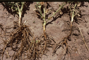 Figure 1. Two chickpea plants infected with multiple root pathogen complex