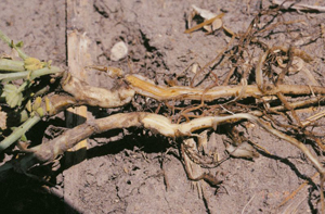 Figure 10. Root symptoms of Fusarium wilt showing vascular discoloration with no external rot on plant (top) compared with healthy plant on bottom.