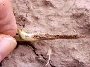 Figure 11. Young chickpea root infected with Rhizoctonia solani, causing tip rot. 