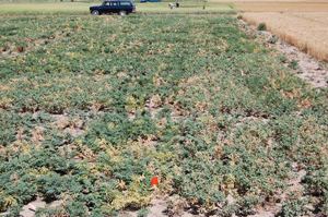 Figure 12. Severe epidemic of Rhizoctonia root rot; note different degrees of yellowing, wilting, and death of foliage. 