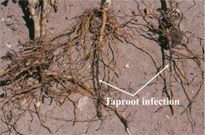 Figure 14. Chickpea plants infected with Fusarium root rot, under dryland conditions; note the rotted and discolored main taproots. 